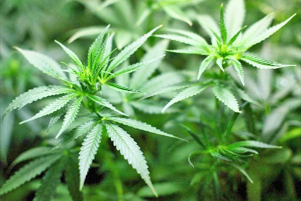 12421261_web1_180530-UWN-Cannabis-bylaws-Tofino-Ucluelet_1