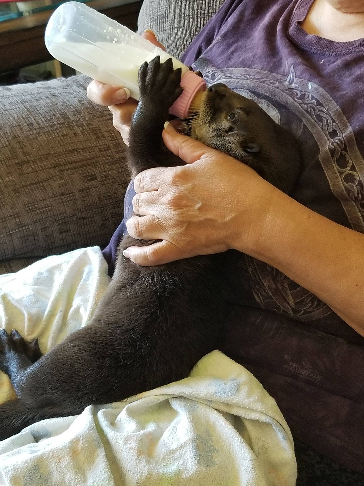 12429201_web1_Otter-2018-A