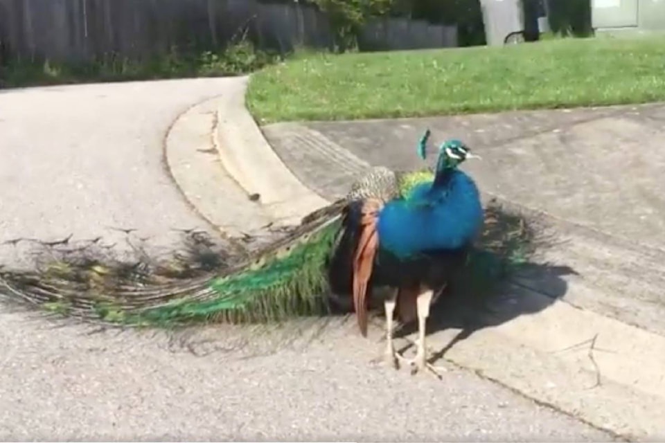 12476632_web1_180604-BPD-M-peacock-surrey
