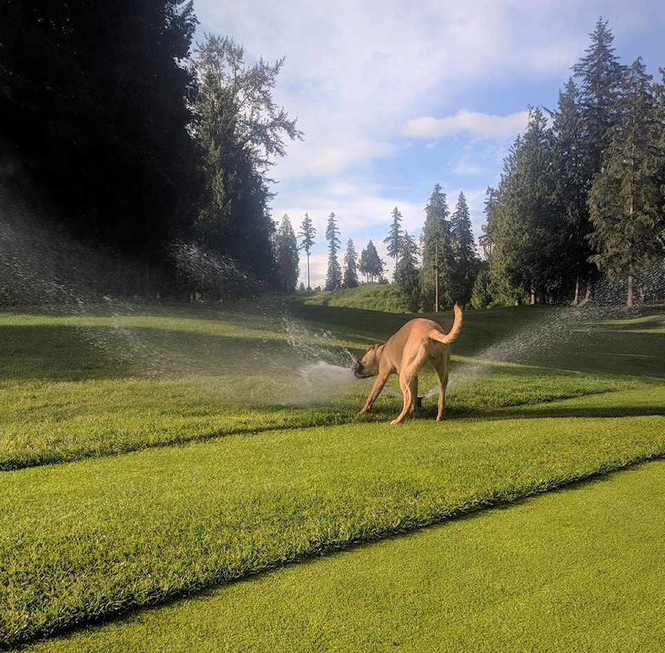 12697076_web1_180718-LAT-Redwoods-Welcomes-Dogs_2