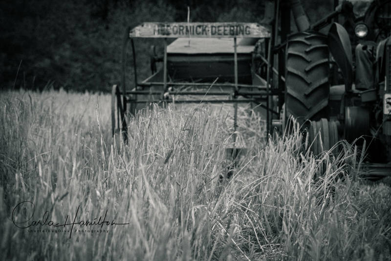 13179804_web1_180822-LAT-Threshing-Bee-2_3