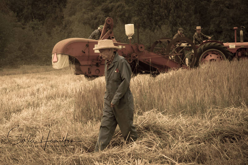 13179804_web1_180822-LAT-Threshing-Bee-2_4