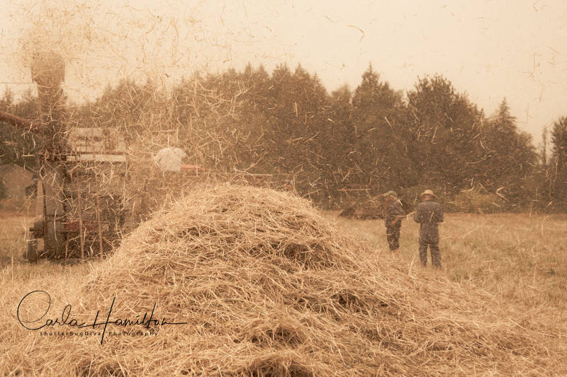 13179804_web1_180822-LAT-Threshing-Bee-2_6