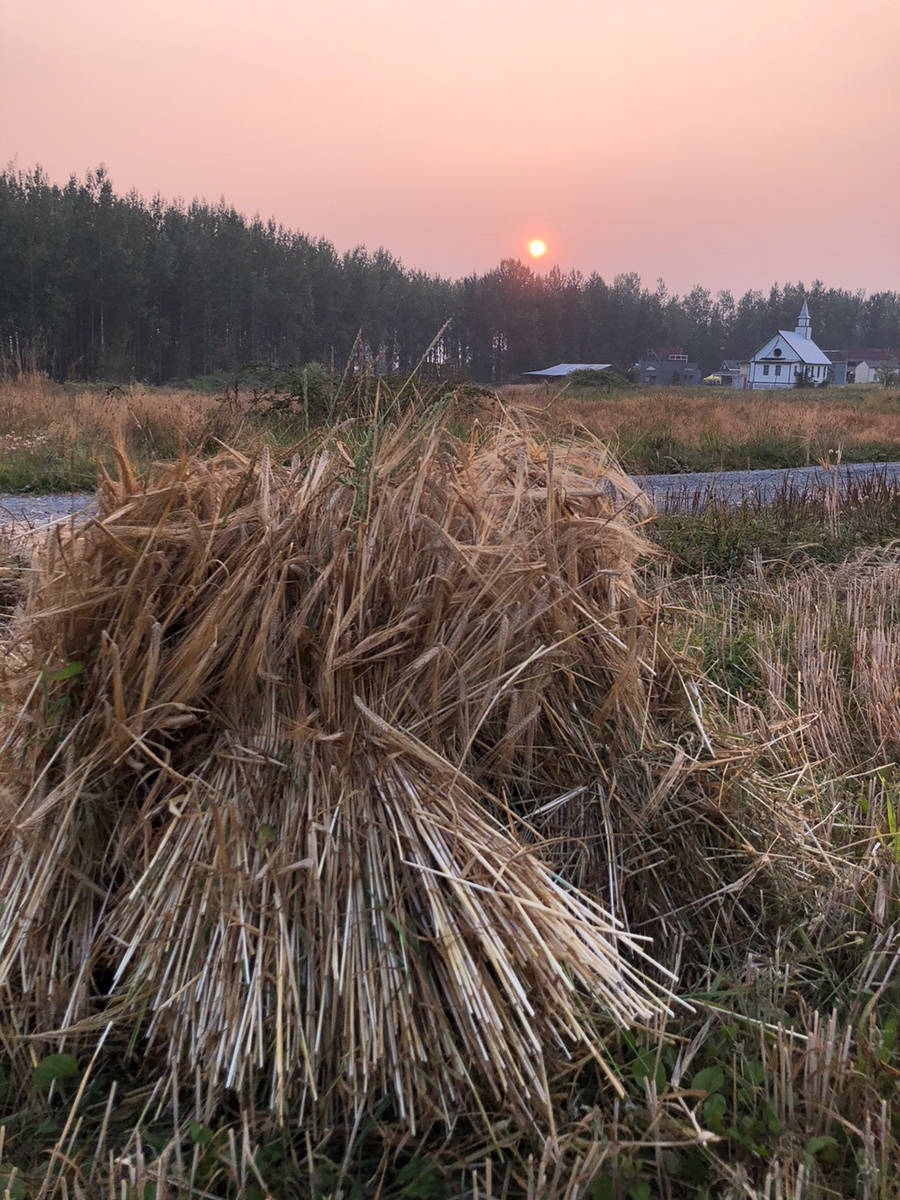 13179804_web1_180822-LAT-Threshing-Bee_1