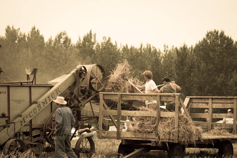 13179804_web1_copy_180822-LAT-Threshing-Bee-2_7