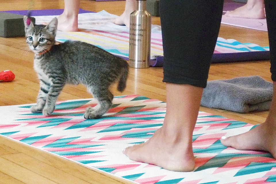 13292824_web1_180826-LAT-kitten-yoga-feet