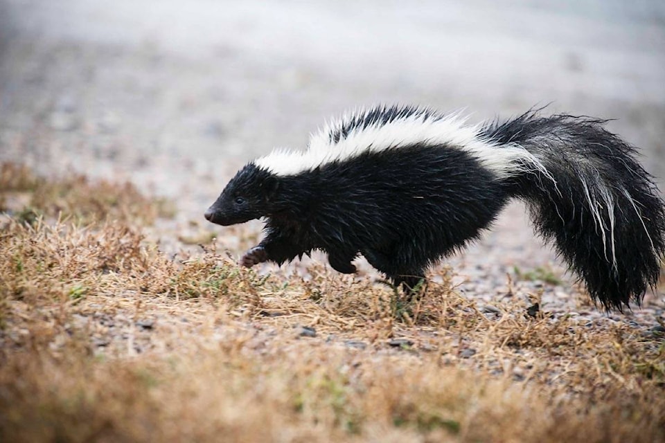 13399656_web1_180904-BPD-M-skunk