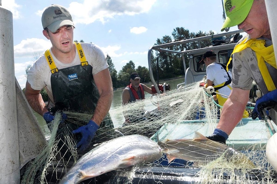 13674963_web1_20180823-BPD-Fraser-sockeye-salmon-net-BP-file