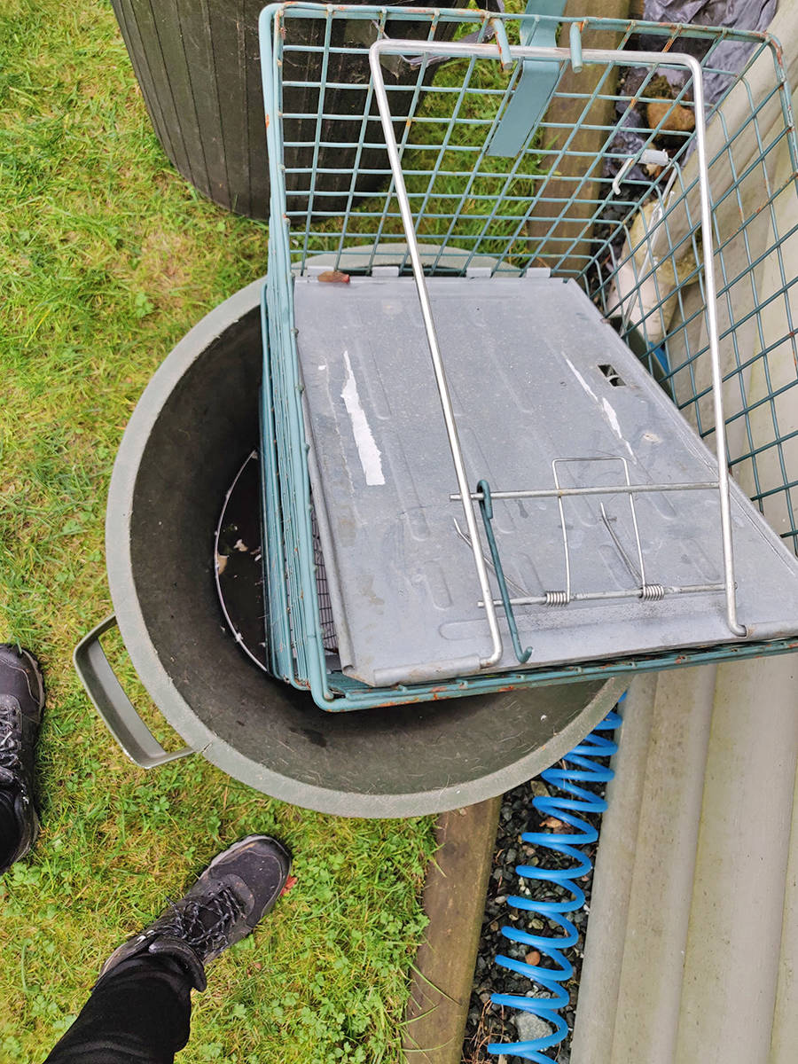 14546787_web1_181124-LAT-raccoon-trap