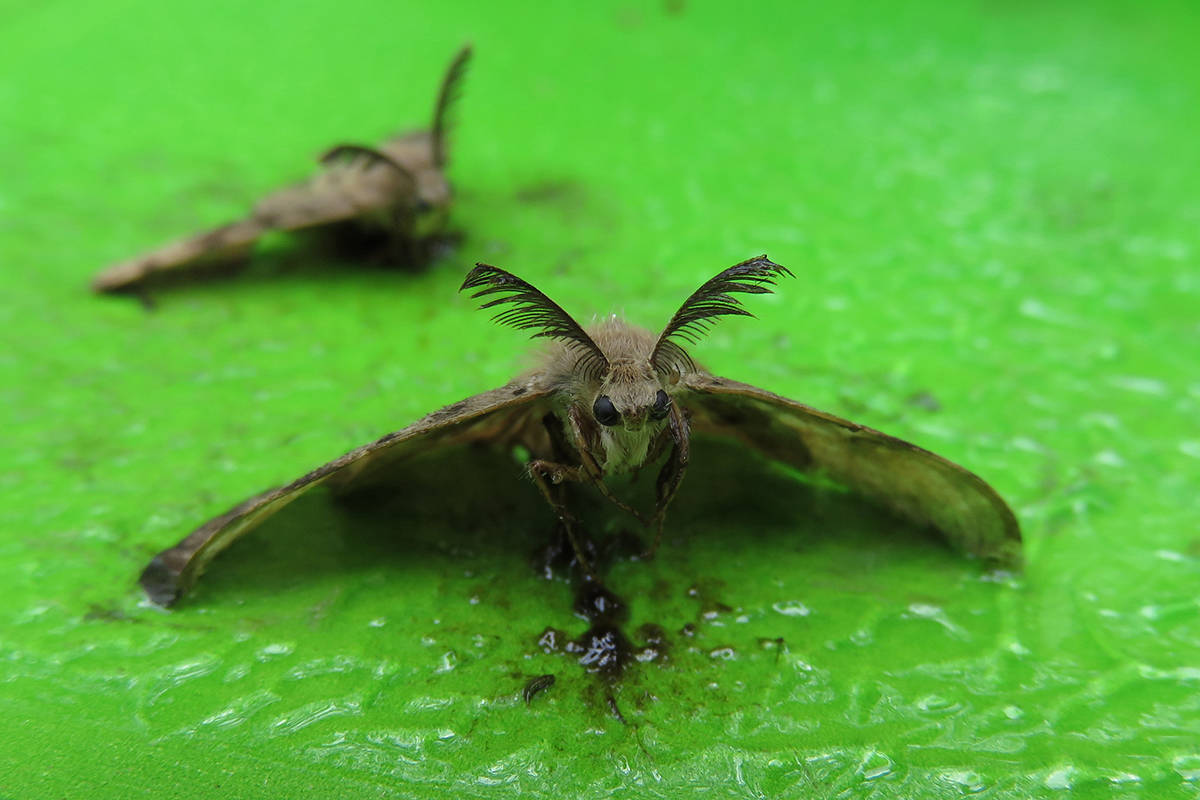 Gypsy moth spray: what is Btk and what if you have health concerns