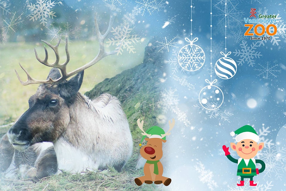 14776324_web1_181220-ALT-Xmas-Zoo-Reindeer_1