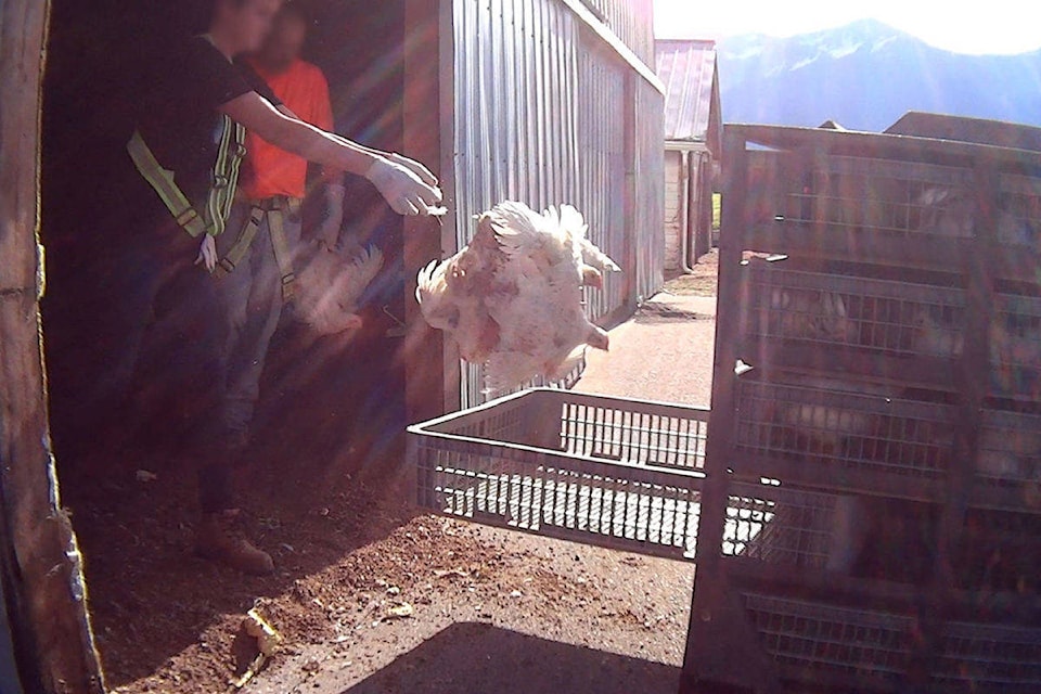 14795339_web1_14781652_web1_Elite-Farm-Services-Catching-Rough-Handling-48-1200x800