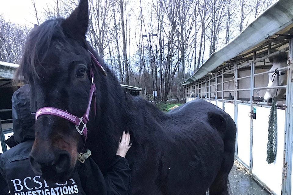 15322788_web1_15309203_web1_langleyhorses2