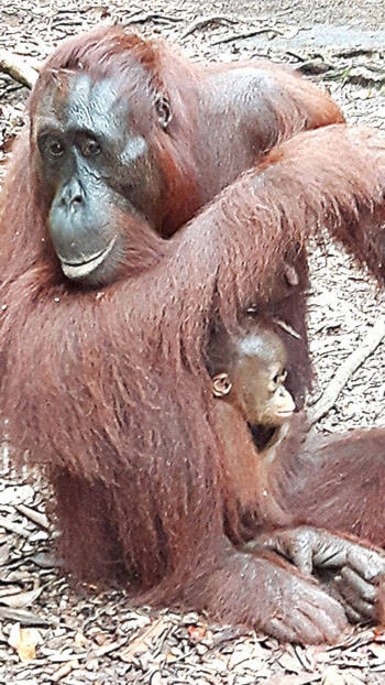 10102572_web1_180111-LAD-OrangutanProject_5