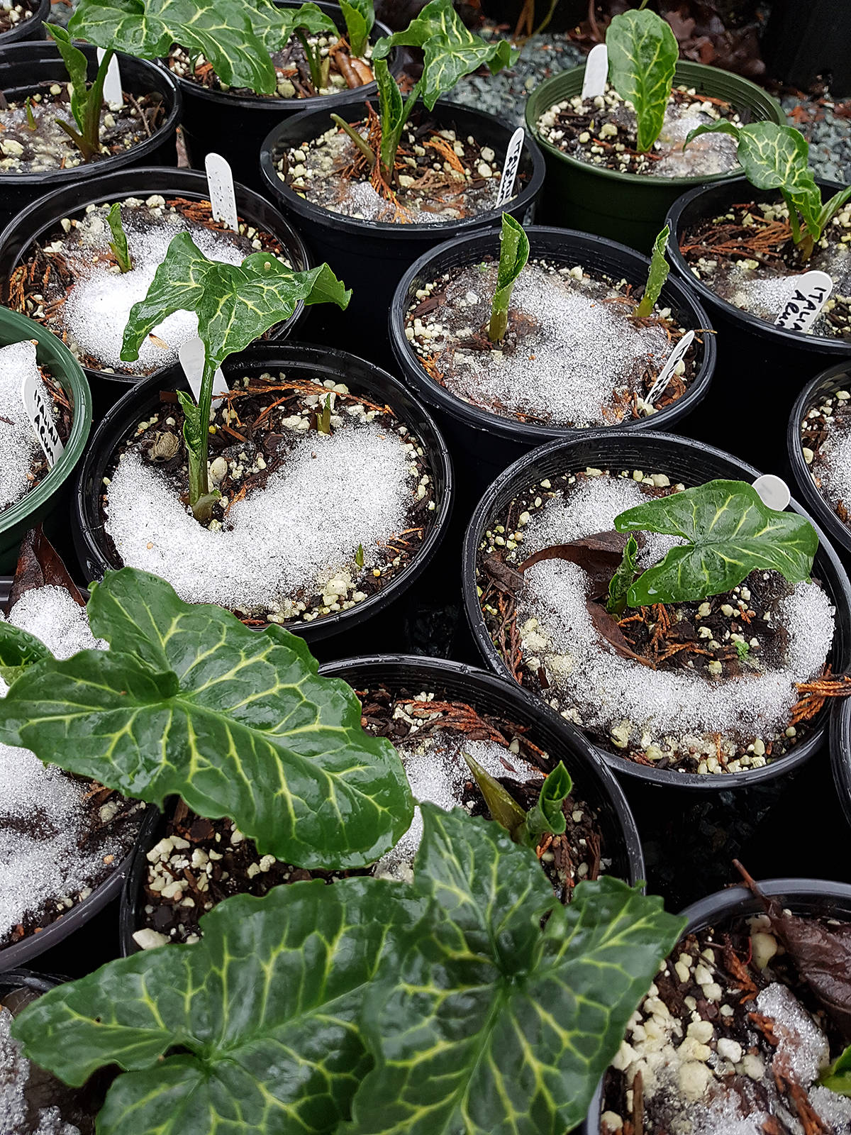 10237960_web1_Arum-not-caring-about-winter