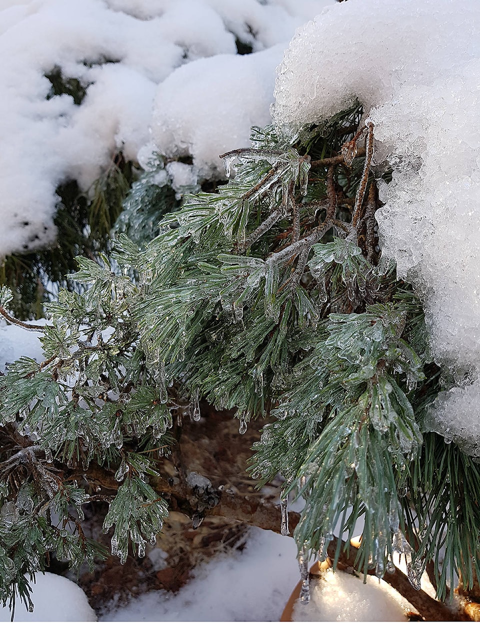 10237960_web1_Thread-cypress-encased-in-ice