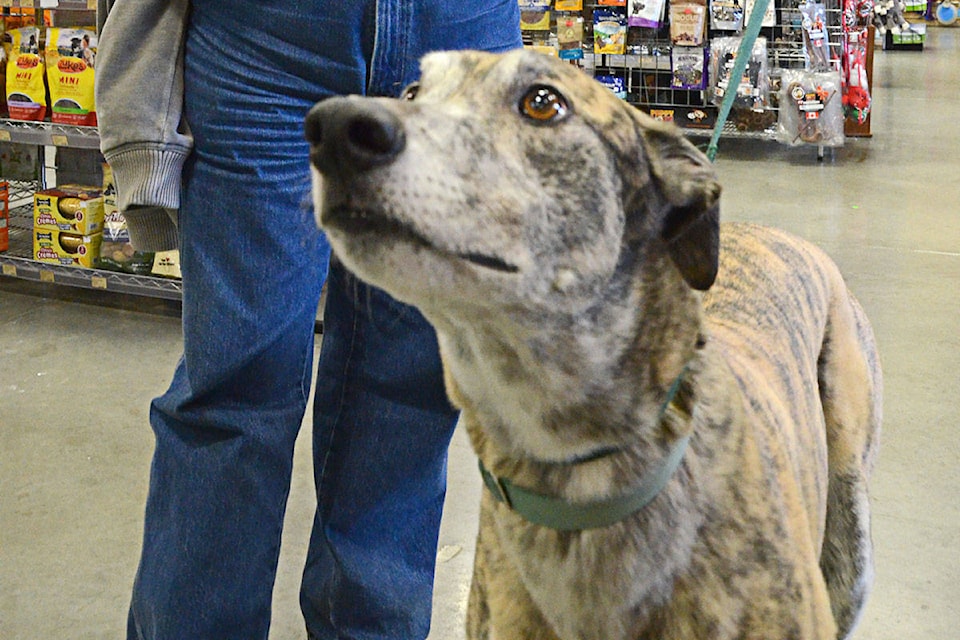 10619037_web1_Greyhounds2c