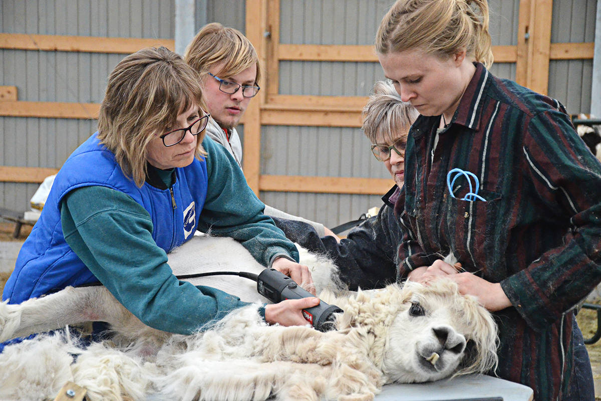 11314449_web1_180404-LAD-Alpacas3