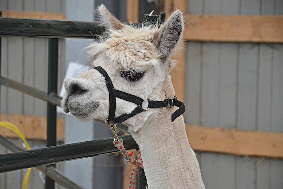 11314449_web1_180404-LAD-Alpacas7