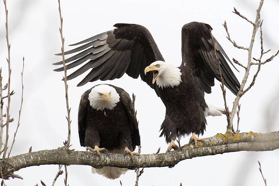 11411294_web1_Bald-Eagle-pair-4093C