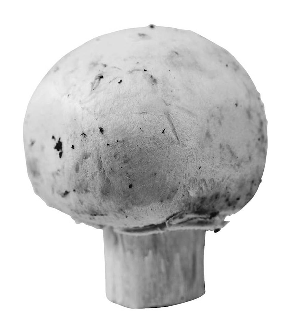 11628501_web1_mushroom