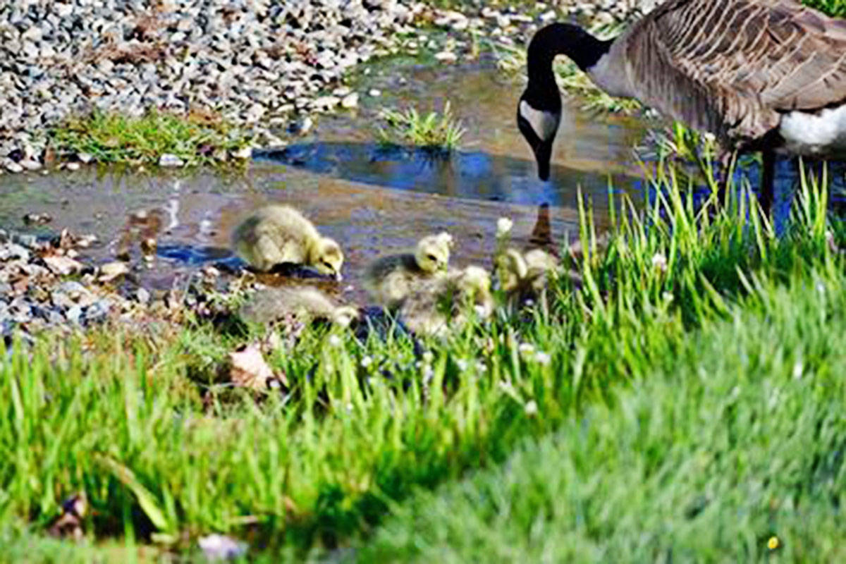 11678713_web1_180430-LAD-Geese200thStreet_1