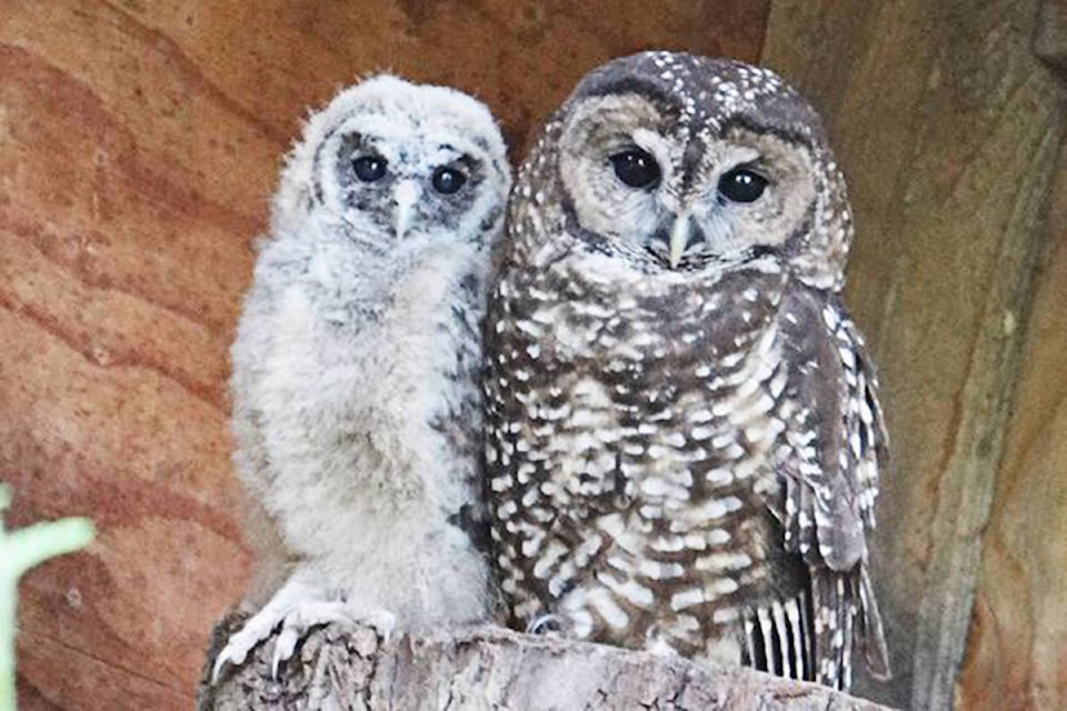 11964965_web1_180519-LAD-SpottedOwls