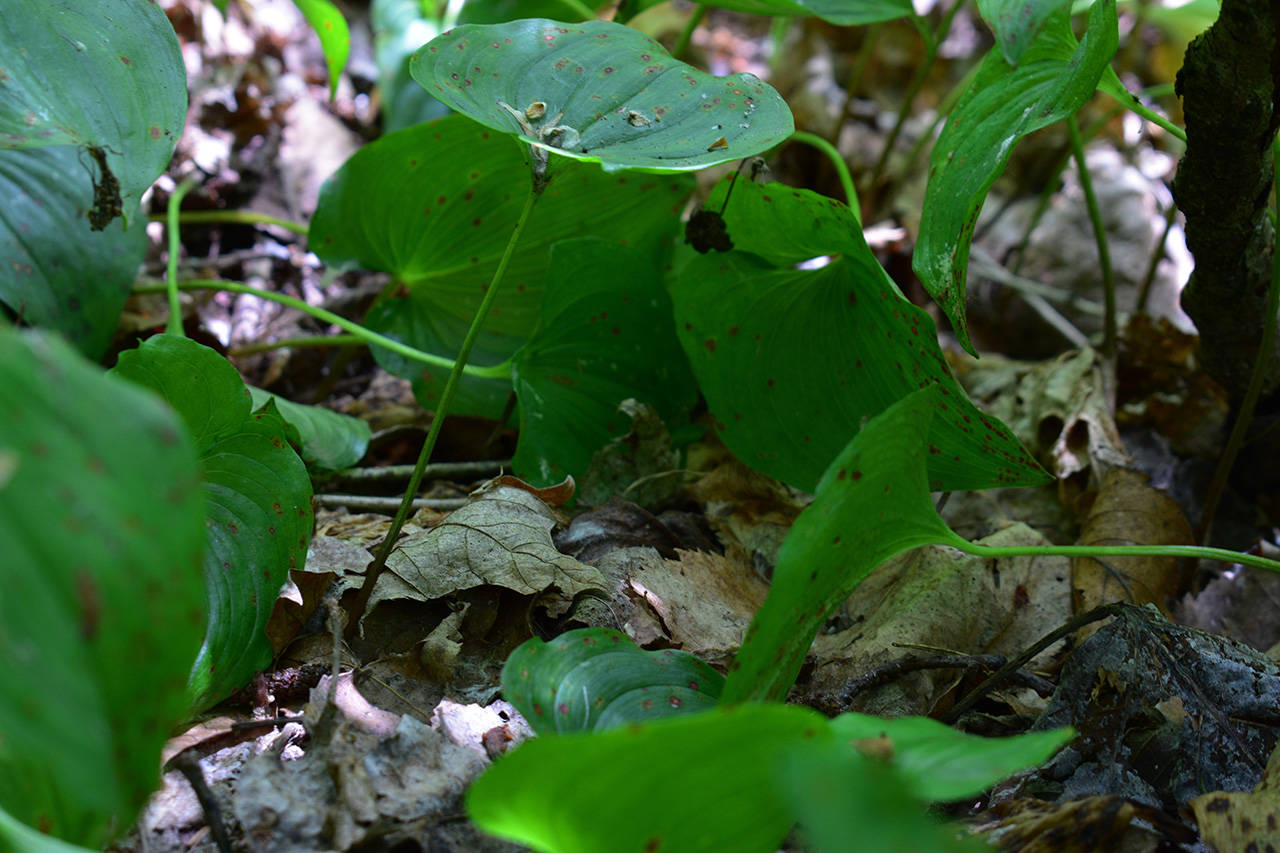 12315272_web1_180627-CLR-ClaytonFrogs_2