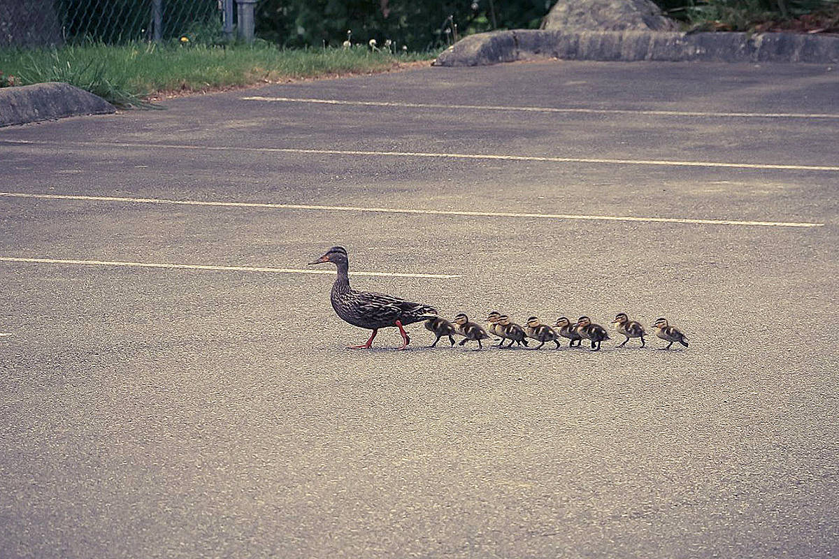 12531364_web1_BreannaWoodwardDucklings