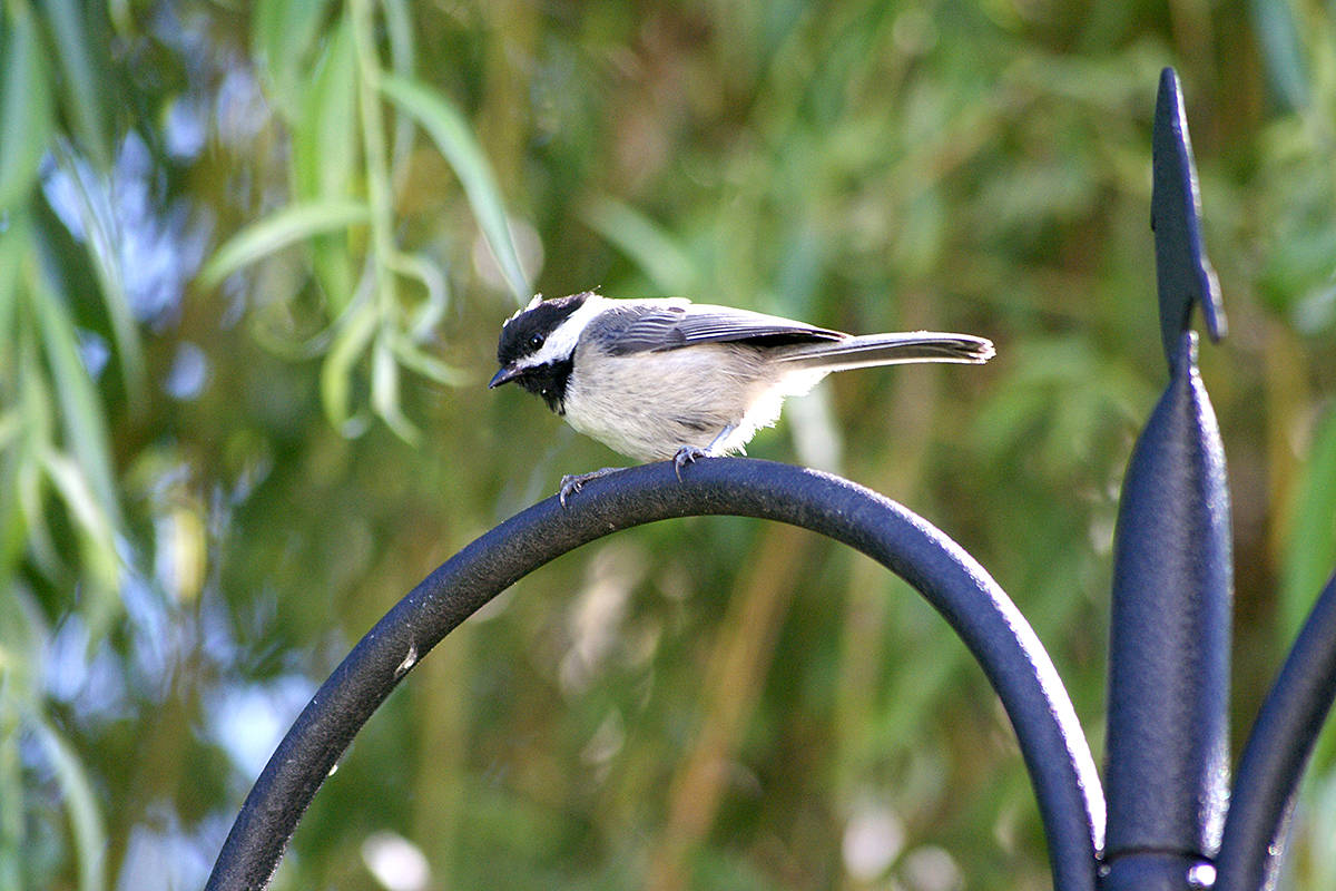 12531364_web1_JudyBonneteauChickadee3C