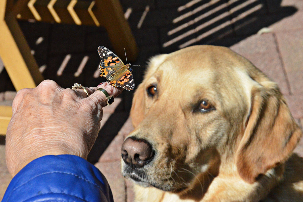 13365551_web1_180830-LAD-ButterflyRelease_3