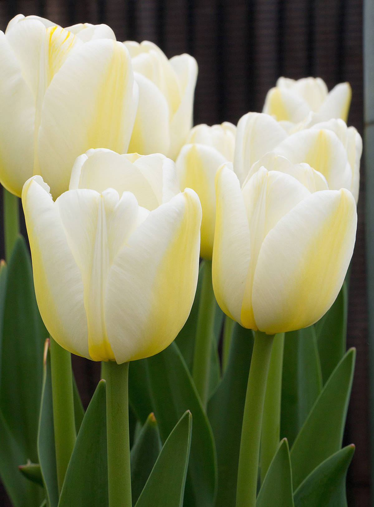 13490774_web1_angel-wish-tulip