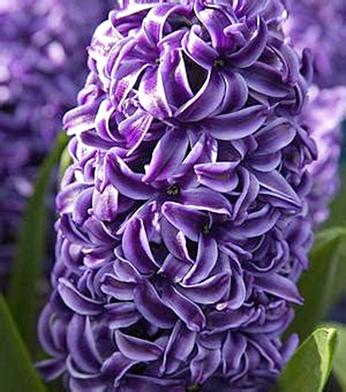 13490774_web1_rembrandt-hyacinth