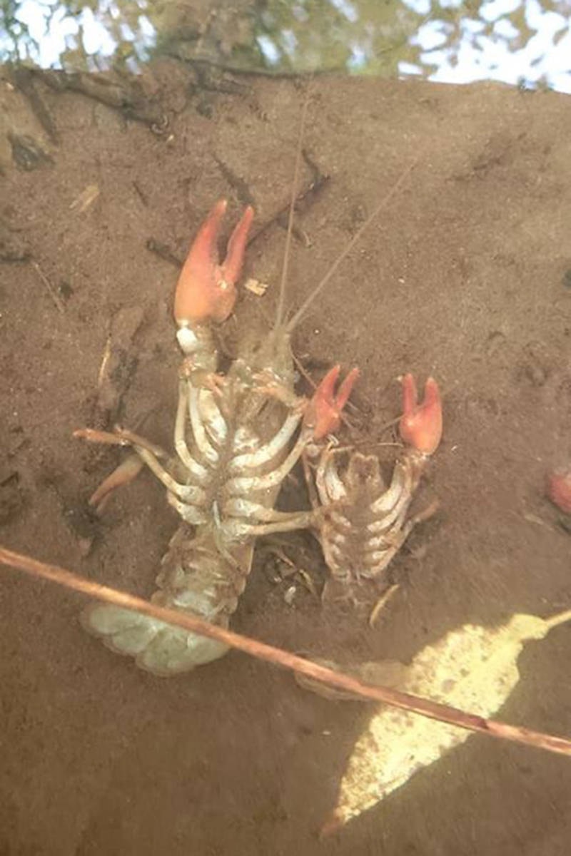 13608430_web1_180918-LAD-Crayfish