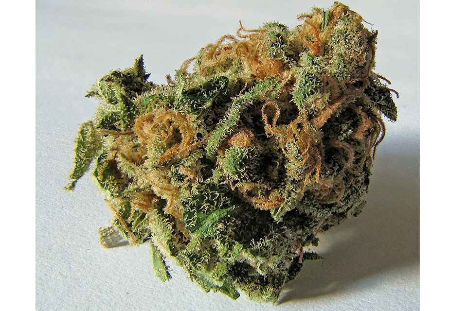14069679_web1_Marijuana-Bud-Teaser