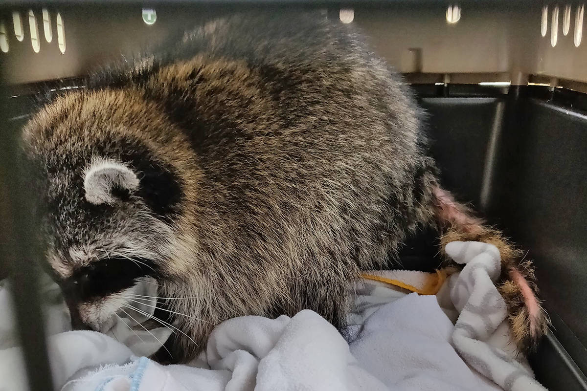14545762_web1_181124-LAT-raccoon-dies-after-rescue