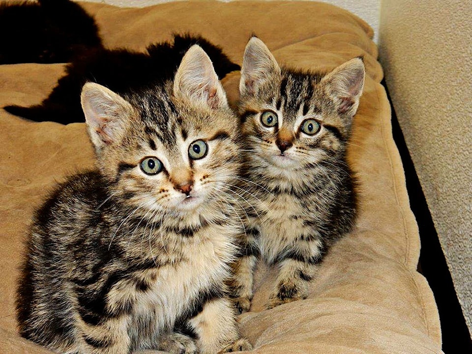 18926kittens2c