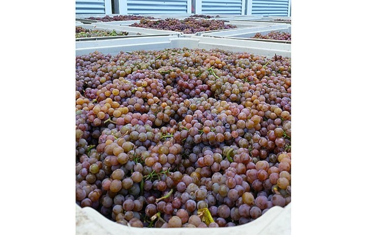 20569langleyadvancePinot_Gris_Grapes_BackyardVineyards
