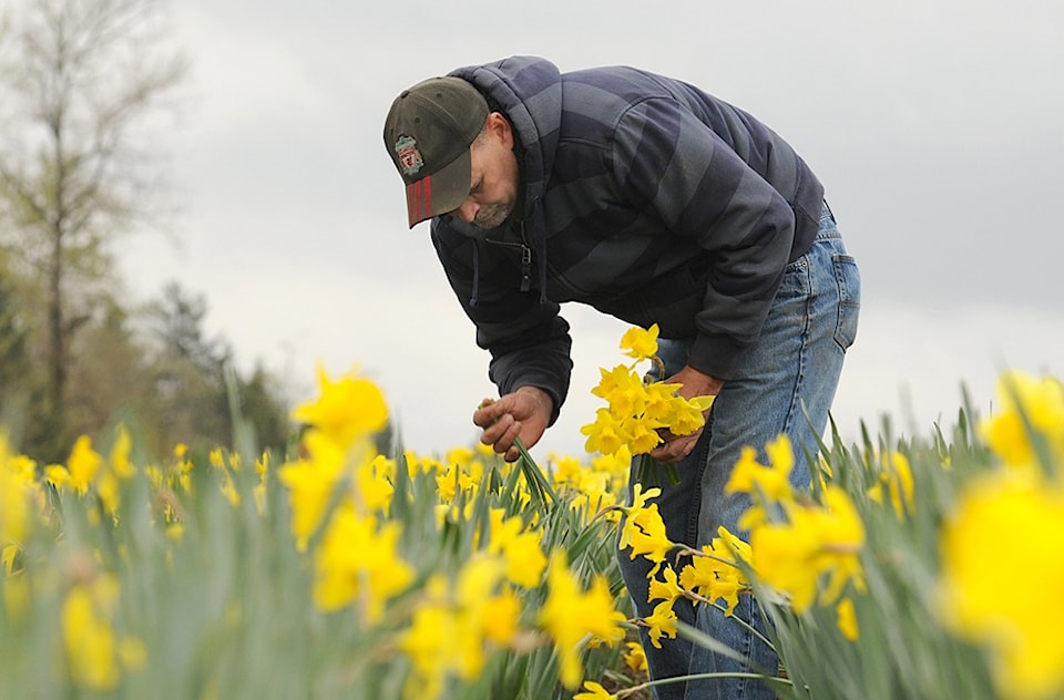 6390804-11-daffodils-warm-180af7