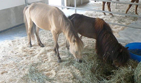 7390langleyadvancespca-seizure-horses