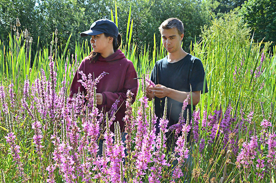 7824154_web1_Loosestrife2c