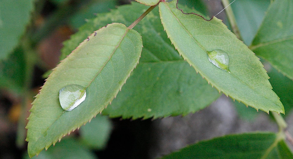 8017874_web1_water-drops-on-leaves