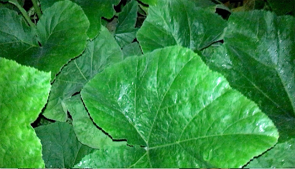 8083960_web1_LeavesC