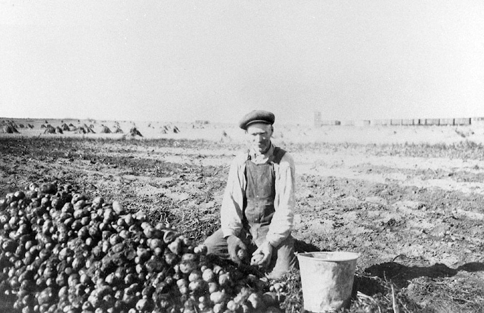 8147319_web1_copy_001330PotatoHarvest