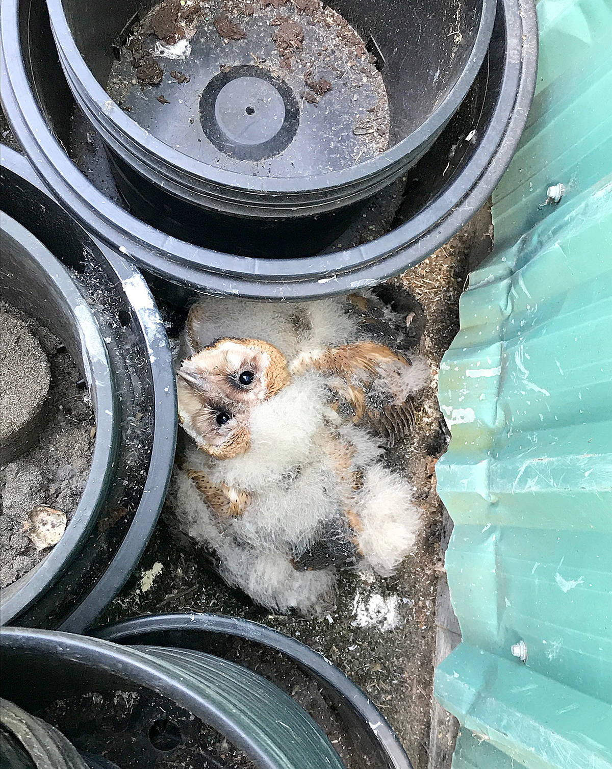 8286060_web1_Owl1C
