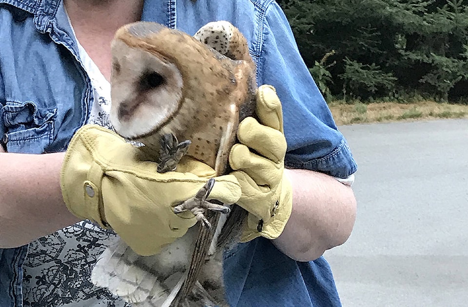 8286060_web1_Owl3C