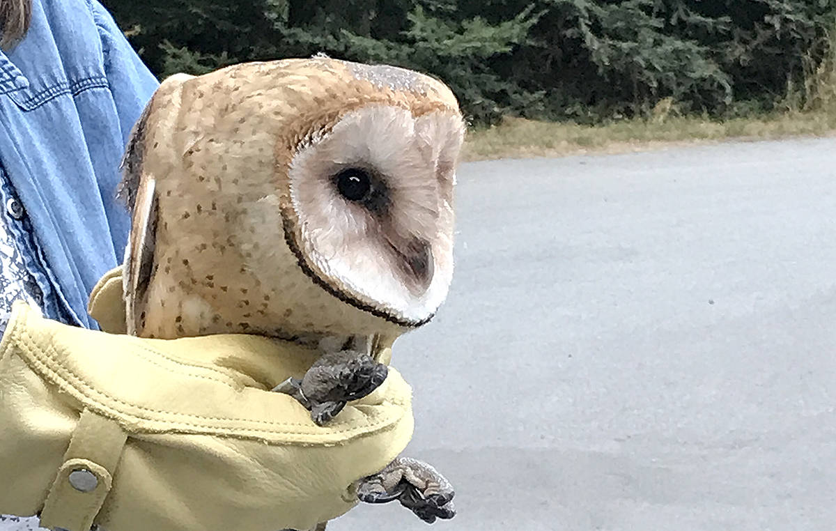 8286060_web1_Owl4C