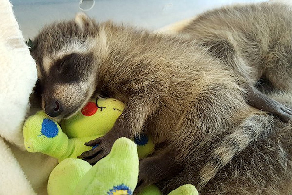 8310316_web1_racoonC
