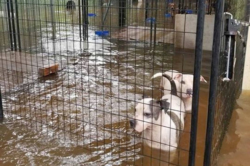 8324806_web1_Dogs3c