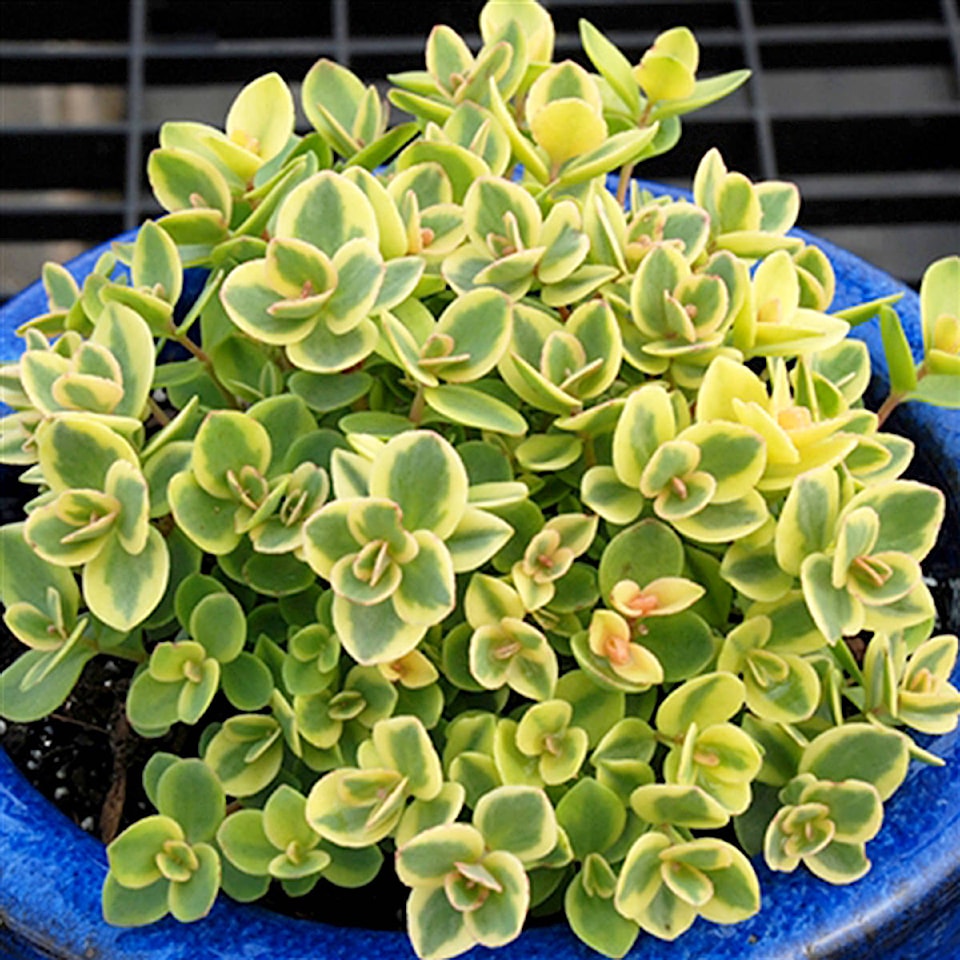 8539573_web1_sedum-sunsparkler-lime-twisterC